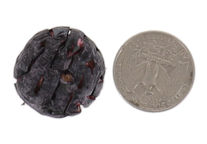 Freeze Dried JUMBO Blueberries