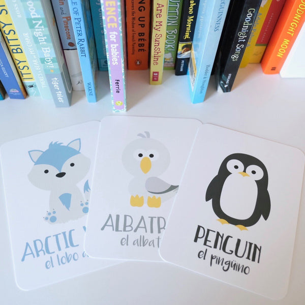 Arctic Animals Flashcards